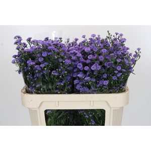 Aster Baby Blue