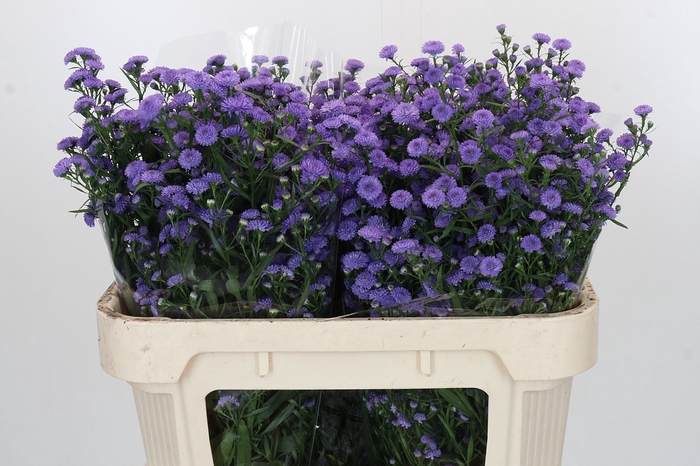 Aster Baby Blue