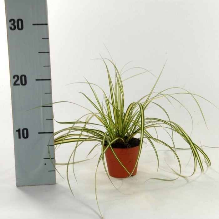 <h4>Carex hachijoensis Evergold</h4>