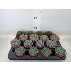 Echeveria   ...mix