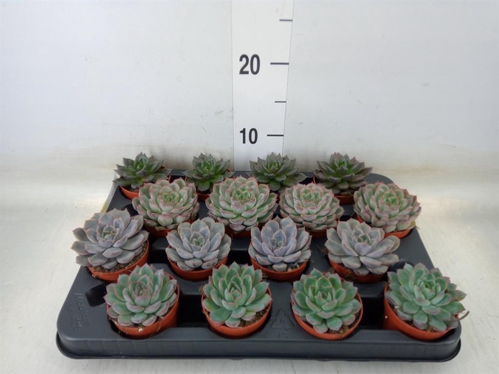<h4>Echeveria   ...mix</h4>