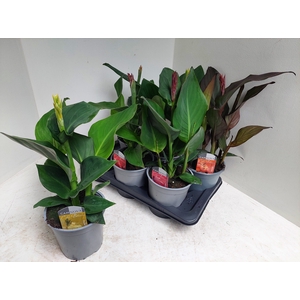 CANNA CANNOVA GEM