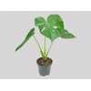 MONSTERA DELICIOSA P16