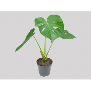 MONSTERA DELICIOSA P16