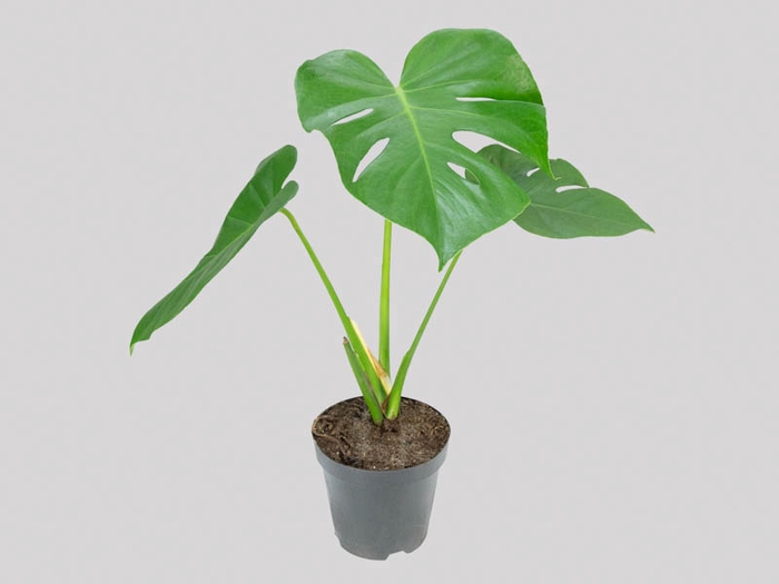 MONSTERA DELICIOSA P16