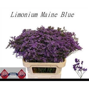 LIM MAINE BLUE