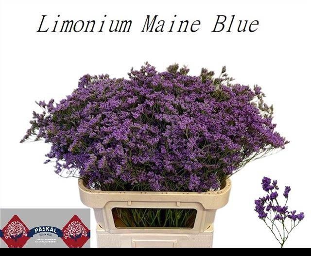<h4>LIM MAINE BLUE</h4>