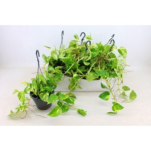 Epipremnum Hawaien 17cm HP