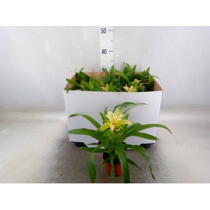 Guzmania  'Evelien'