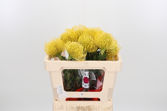 <h4>Leucospernum Nut High Gold</h4>