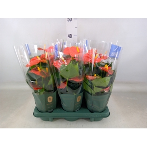 Anthurium andr. 'Orange King'