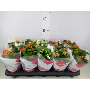 Kalanchoe blos.   ..mix 6