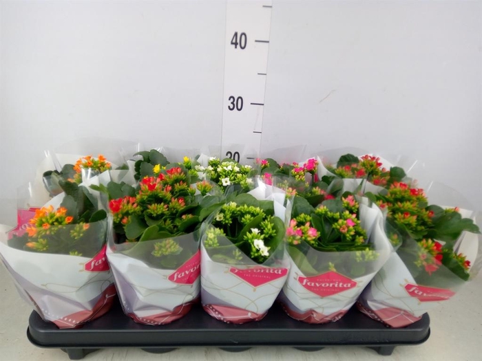 <h4>Kalanchoe blos.   ..mix 6</h4>