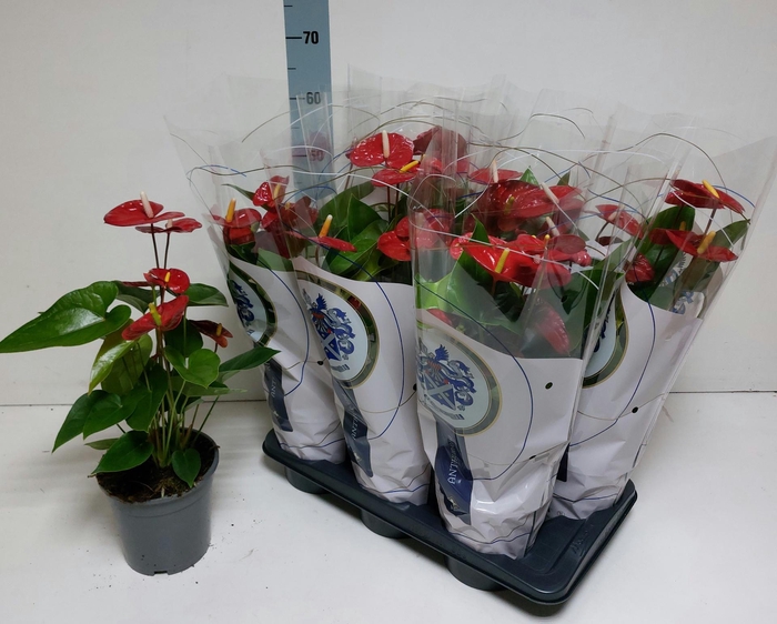 <h4>ANTHU A JAMBO RED</h4>