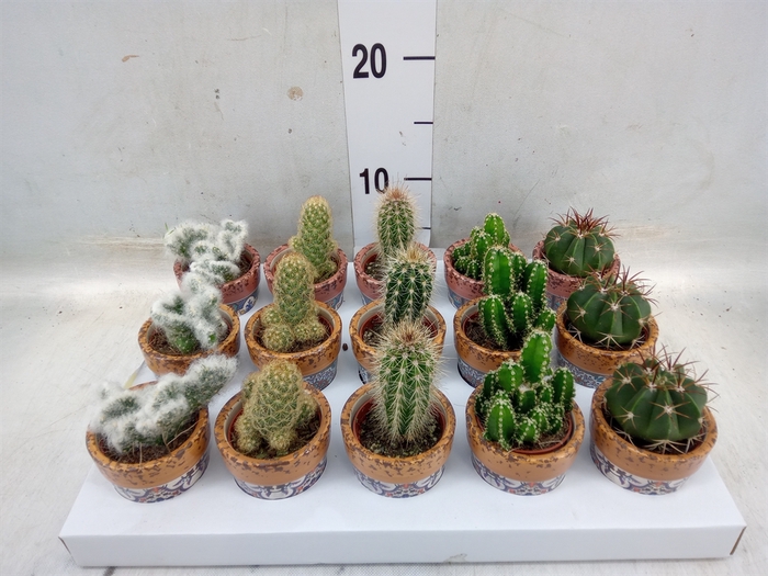 <h4>Cactus   ...</h4>