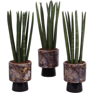 Sansevieria Cylindrica Straight 10 Leaf in Ø14cm Ceramic PL672