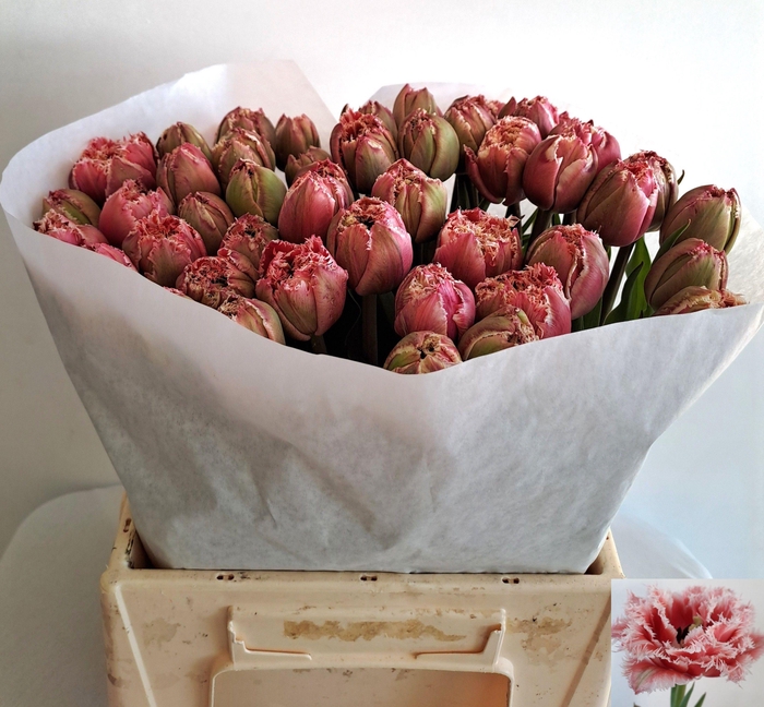 <h4>TU FR BREST</h4>