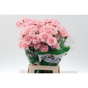 Dianthus st pink