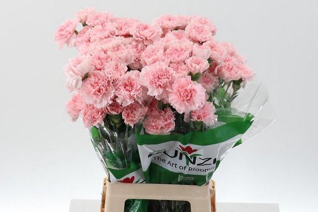 <h4>Dianthus st pink</h4>