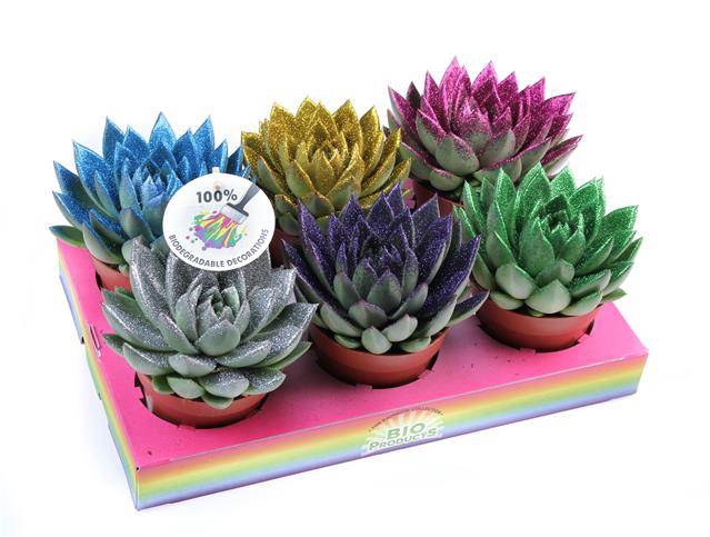 <h4>ECHEVERIA DISCO GLITTER P12</h4>