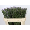 Aster Cassandra