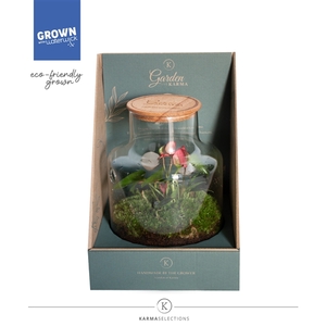 Jewel Orchid - Karma Matata | Garden of Karma | Terrarium