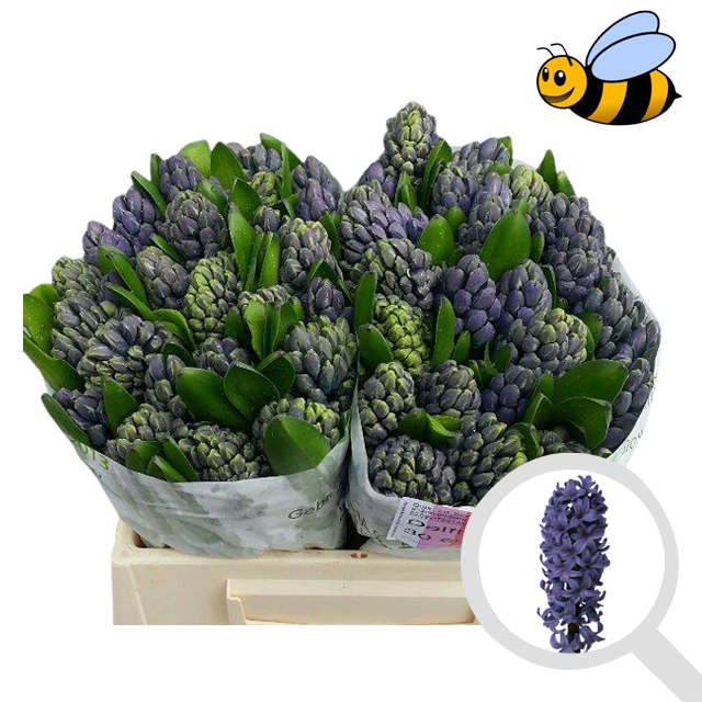 <h4>HYAC DELFT BLUE</h4>