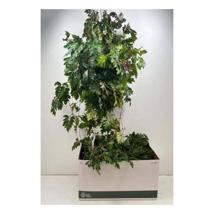 <h4>Cissus rhombifolia Ellen Danica 17Ø 60cm</h4>