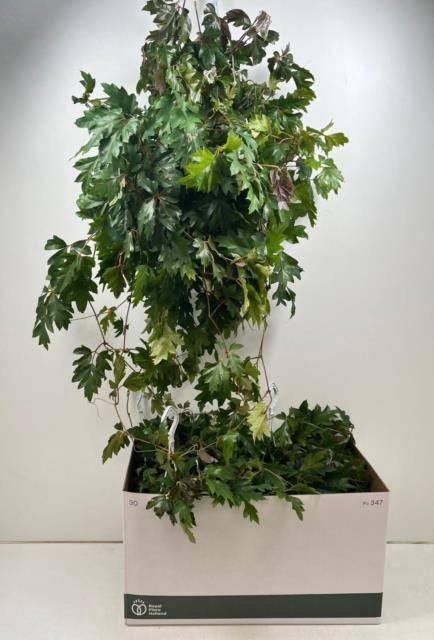 Cissus rhombifolia Ellen Danica 17Ø 60cm