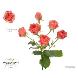 Rosa Spray Bella Trendsetter
