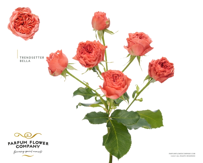 <h4>Rosa Spray Bella Trendsetter</h4>