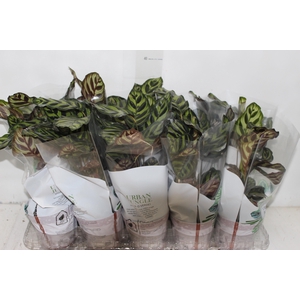 CALATHEA MAKOYAMA P12