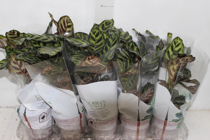 <h4>CALATHEA MAKOYAMA P12</h4>