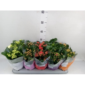 Kalanchoe blos. 'Perfecta'  ..mix 5