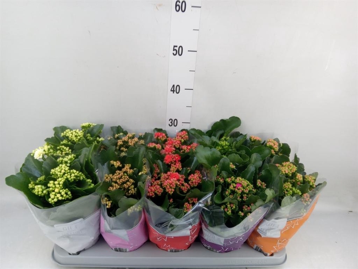<h4>Kalanchoe blos. 'Perfecta'  ..mix 5</h4>