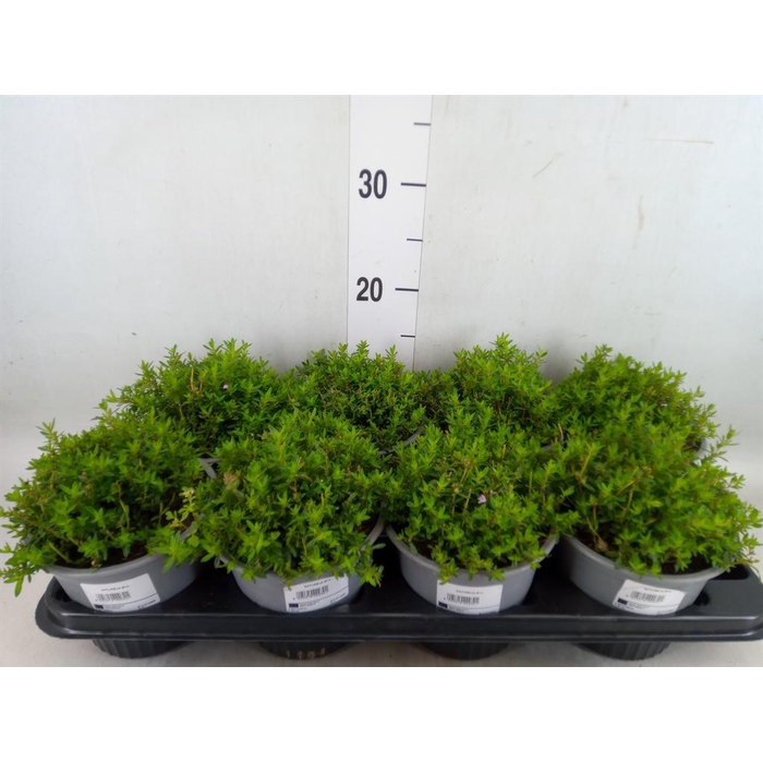 <h4>Satureja montana</h4>