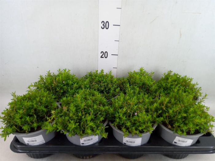 <h4>Satureja montana</h4>