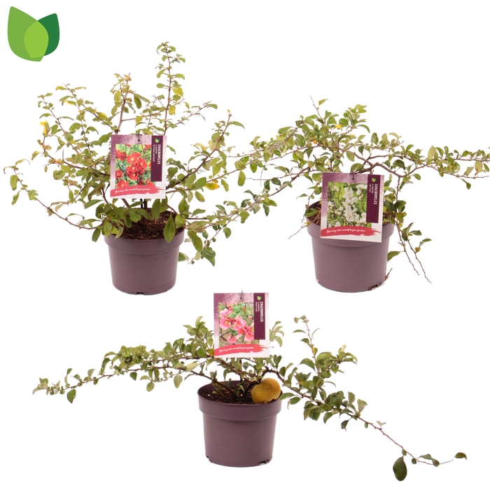 <h4>Chaenomeles mix C3/P19</h4>