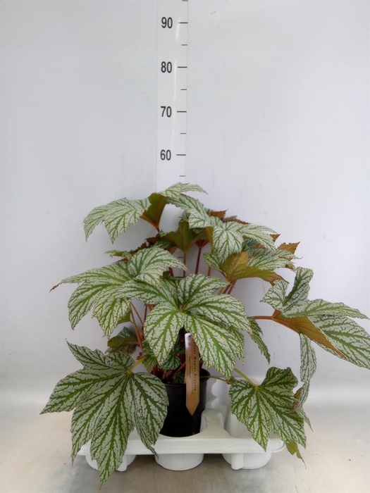 <h4>Begonia BD   ...</h4>