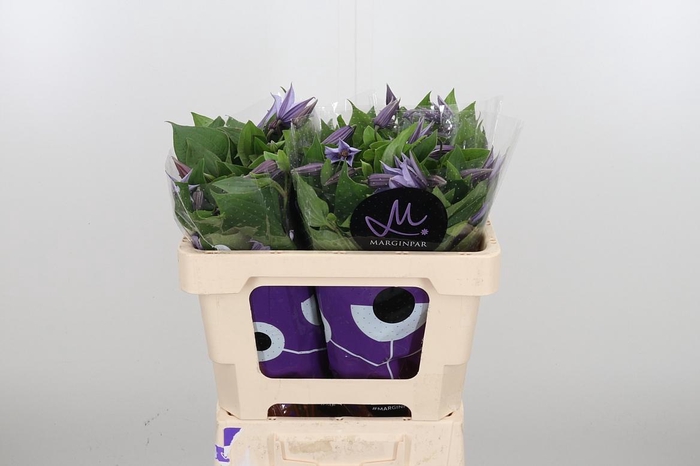 <h4>Clem Star River Lavendel</h4>