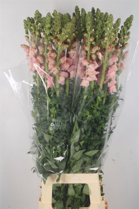 <h4>Antirrhinum It. Light Pink Potomac Ex</h4>