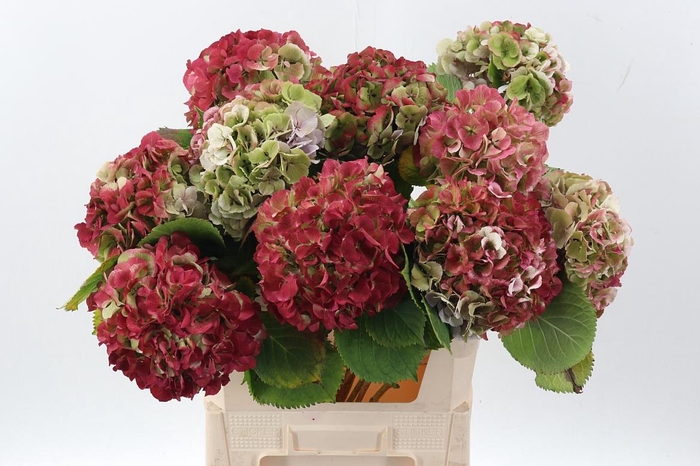 <h4>Hydr M Elbtal Cl</h4>