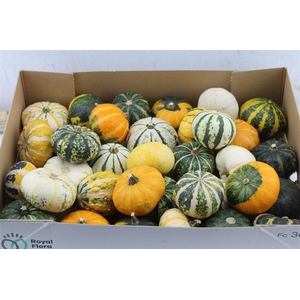 Cucurbita (kalebas) Gemengd