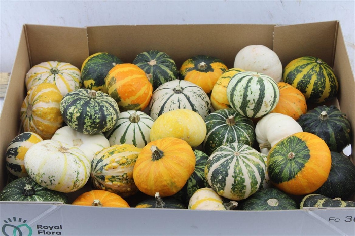 <h4>Cucurbita (kalebas) Gemengd</h4>