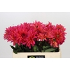 Dahlia Pink Punk