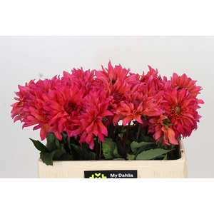 Dahlia Pink Punk