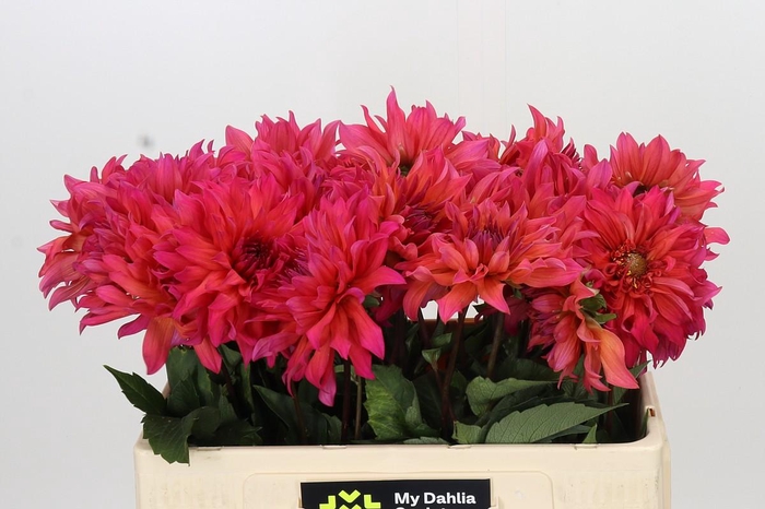 <h4>Dahlia Pink Punk</h4>