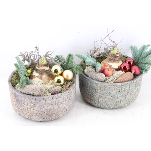 arr4 Amaryllis PL - Ker. mave pot 250/2