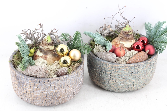 <h4>arr4 Amaryllis PL - Ker. mave pot 250/2</h4>