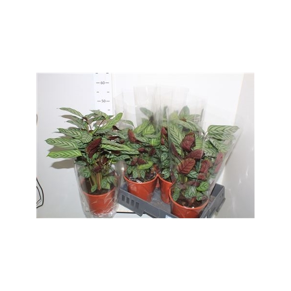 <h4>Ctenanthe Compactsta 19cm Pot</h4>